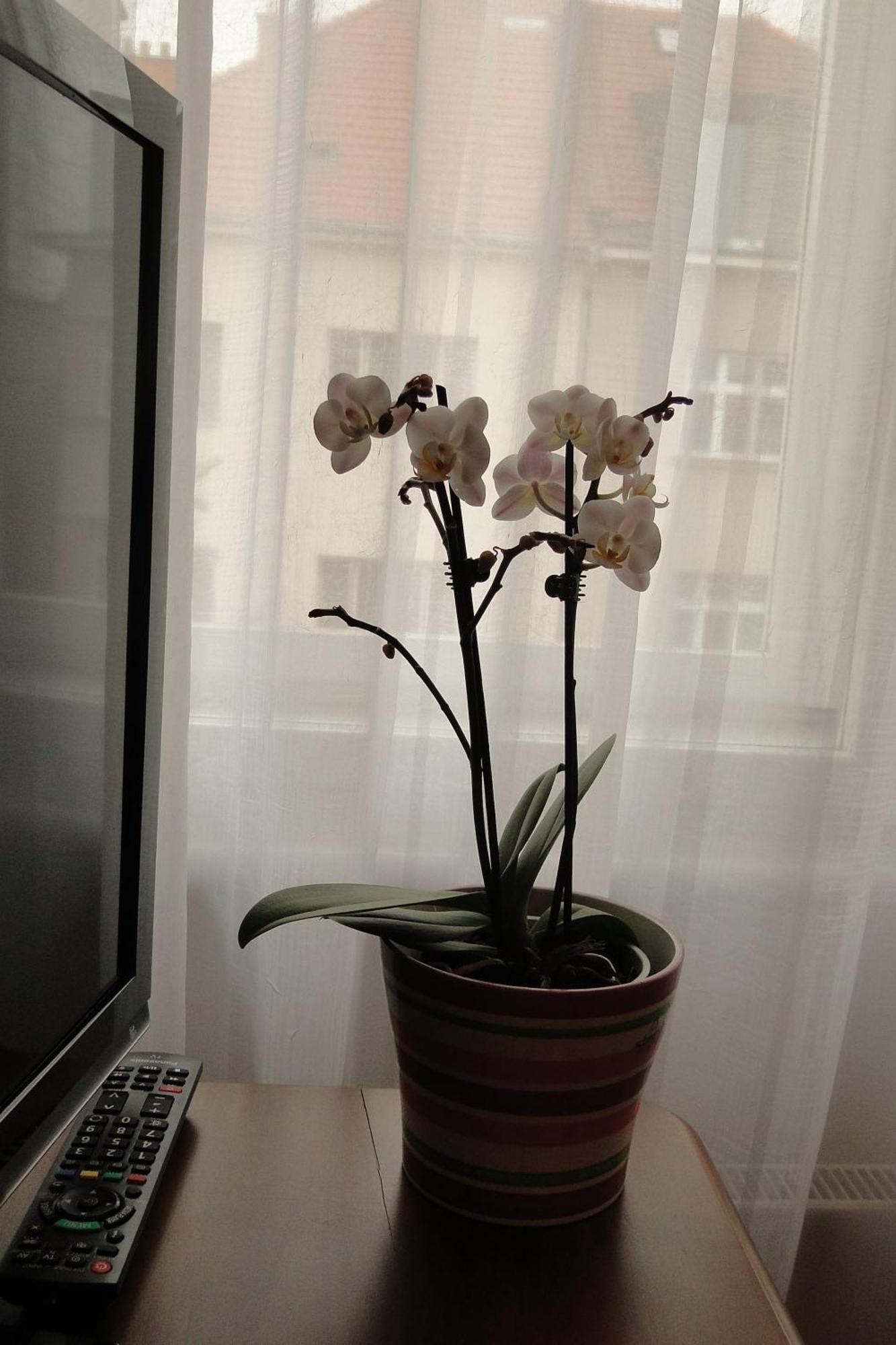 Apartman Brno Stred Esterno foto